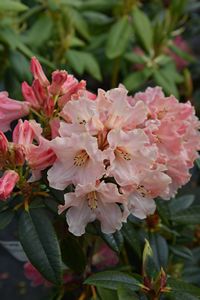 Rhodo Spotlight